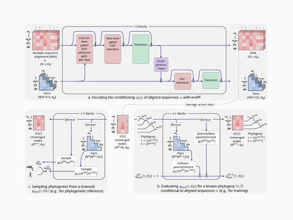 A three panel figure describing the Phyloformer 2 (PF2) method. The top panel describes the architecture of the PF2 neural network. The bottom right panel describes how PF2 estimates the posterior probability of a tree given a sequence emebdding at train time. The bottom left panel describes how PF2 samples trees from the learned posterior at inference time.