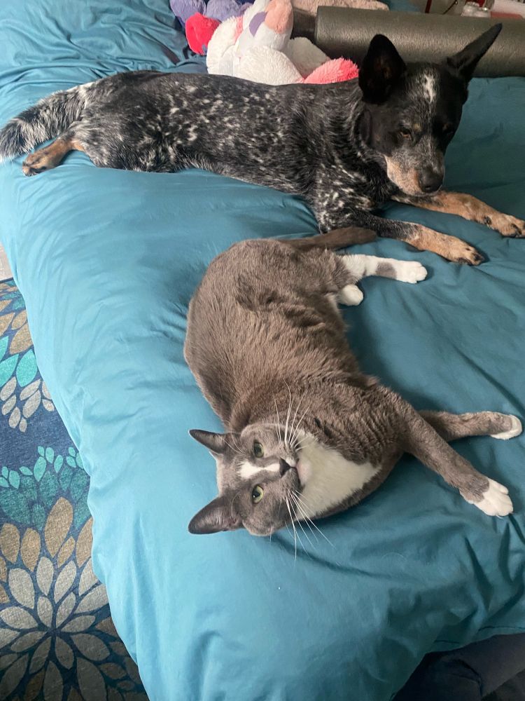 two pets are lounging on a bedspread: in the foreground is a large gray tuxedo cat, looking at the camera. Behind him is an Australian cattledog stretched out in a frog-position or “sploot”