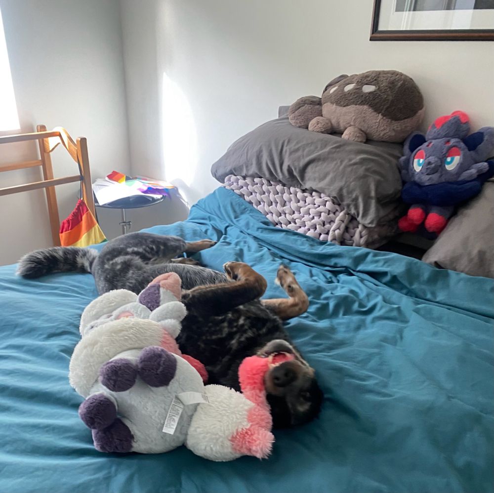A dark Australian cattle dog rolls 
on a bedspread with the tail of a Pokémon plush toy (Hisuian Zorua) in his mouth