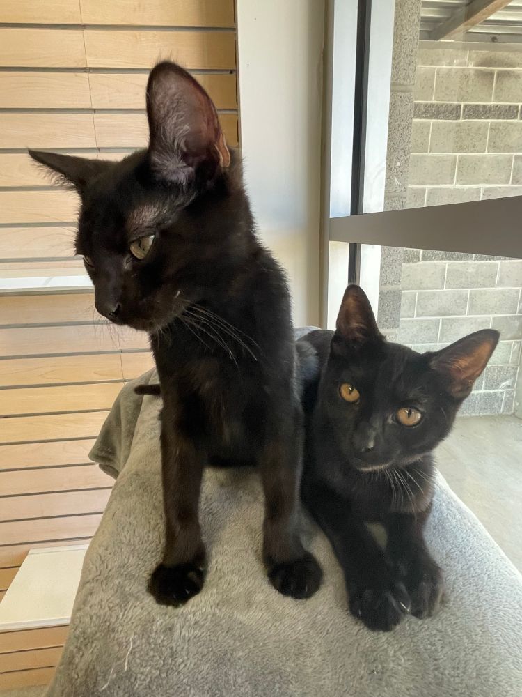 A photo of two black kittens with golden eyes sitting on top of a scratching post tower. One is half sitting and the other is sitting in a Sphinx pose.