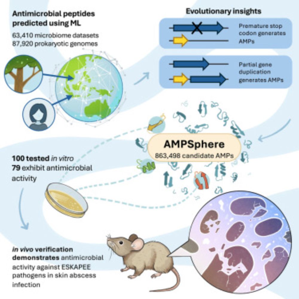 Discovery of antimicrobial peptides in the global microbiome with machine learning