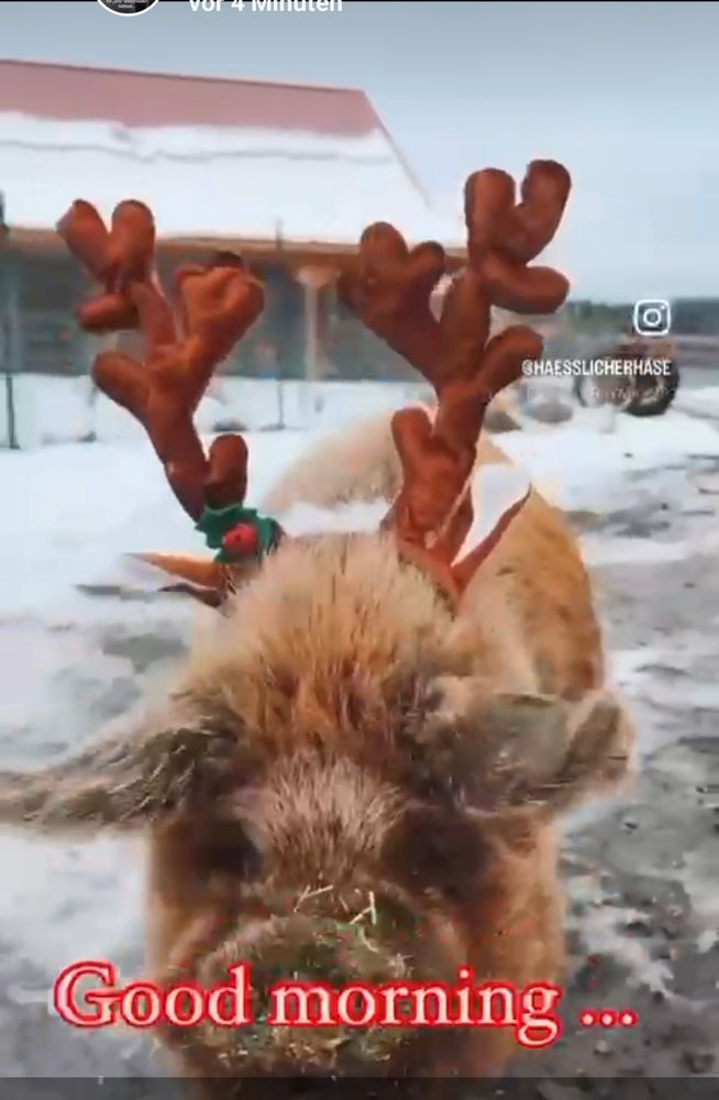 Beiges Wollschwein mit Rentiergeweih, welches durch matschigen Schnee läuft. Darunter steht "Good morning" geschrieben. 
