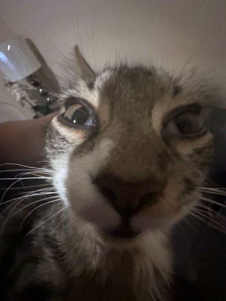 completely and utterly delusional insane cat (he has his head held back)