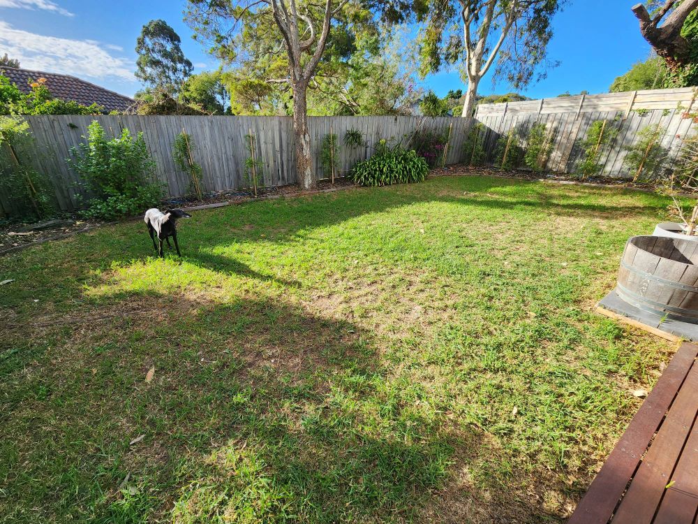A black greyhound standing in a sunny backyard with a lawn.