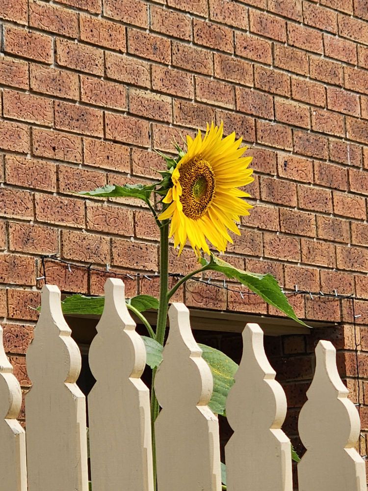 Photo of a sunflower peeking over a fence.