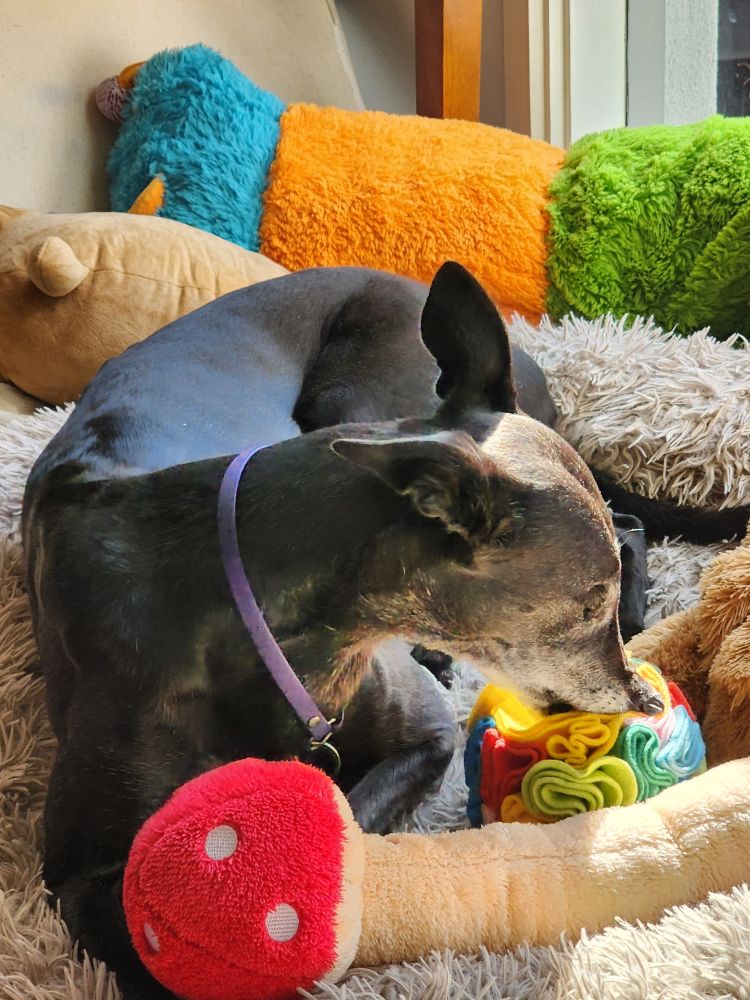 A black greyhound lying in a dog bed in the sun surrounded by toys. She is biting a snuffle ball toy.
