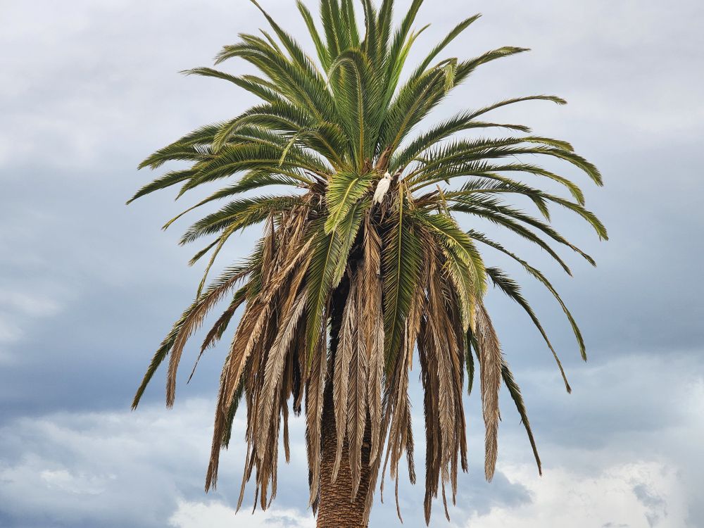 Photo of a cockatoo in a palm tree against a cloudy sky.