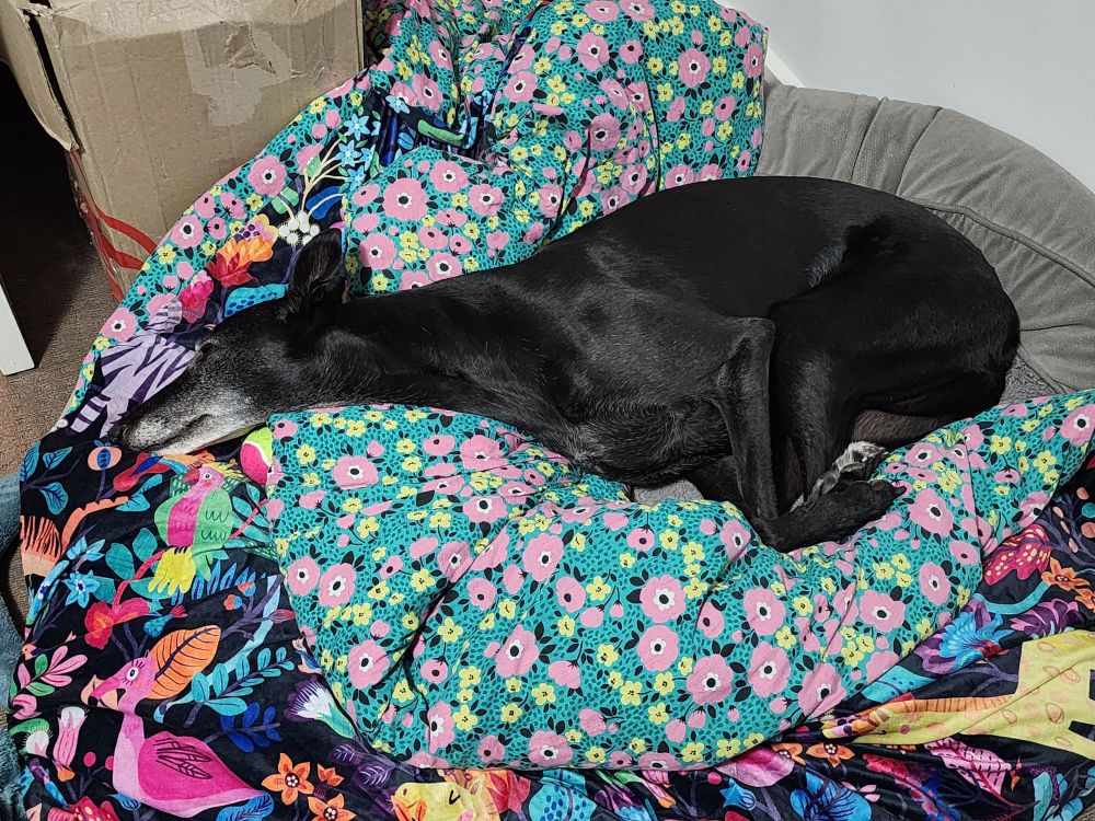 A black greyhound lying with her legs curled up and her neck stretched out on a dog bed with colourful blankets.