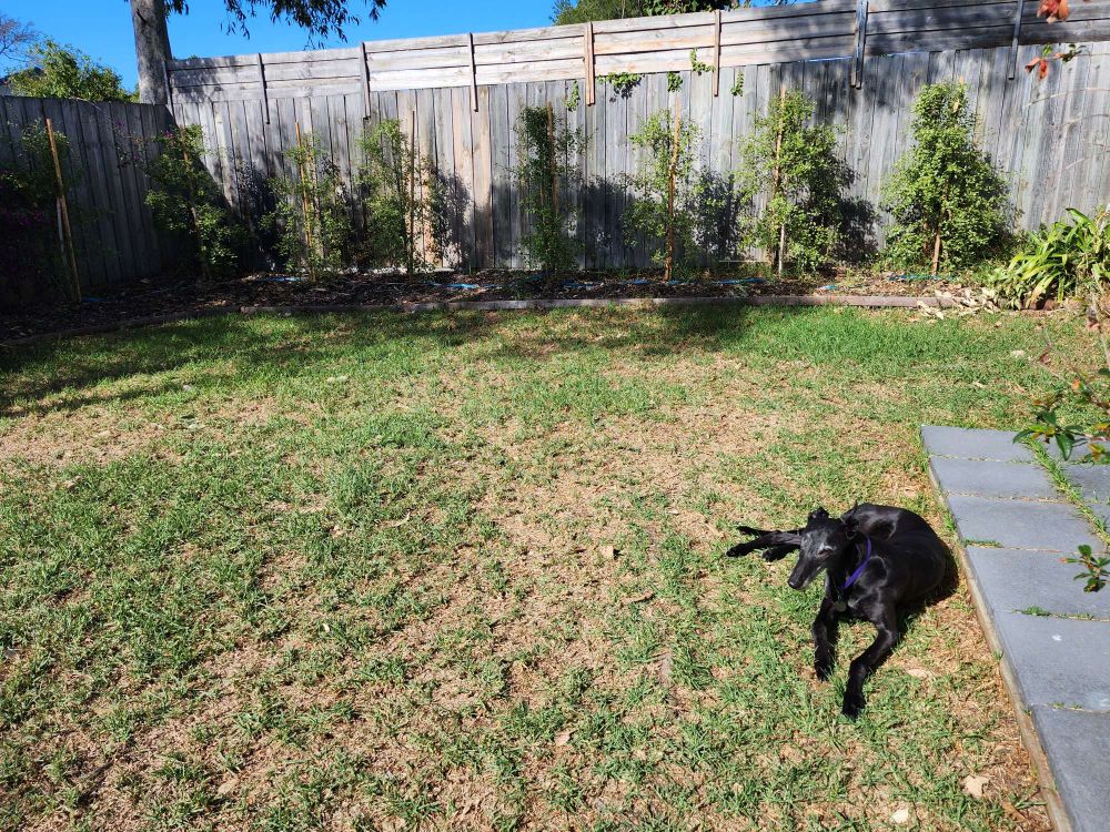 A black greyhound relaxed on the grass in a sunny backyard.