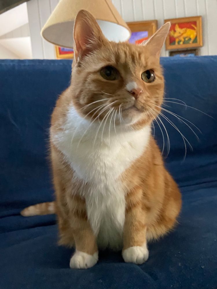 Orange and white cat standing on a futon with a denim cover.