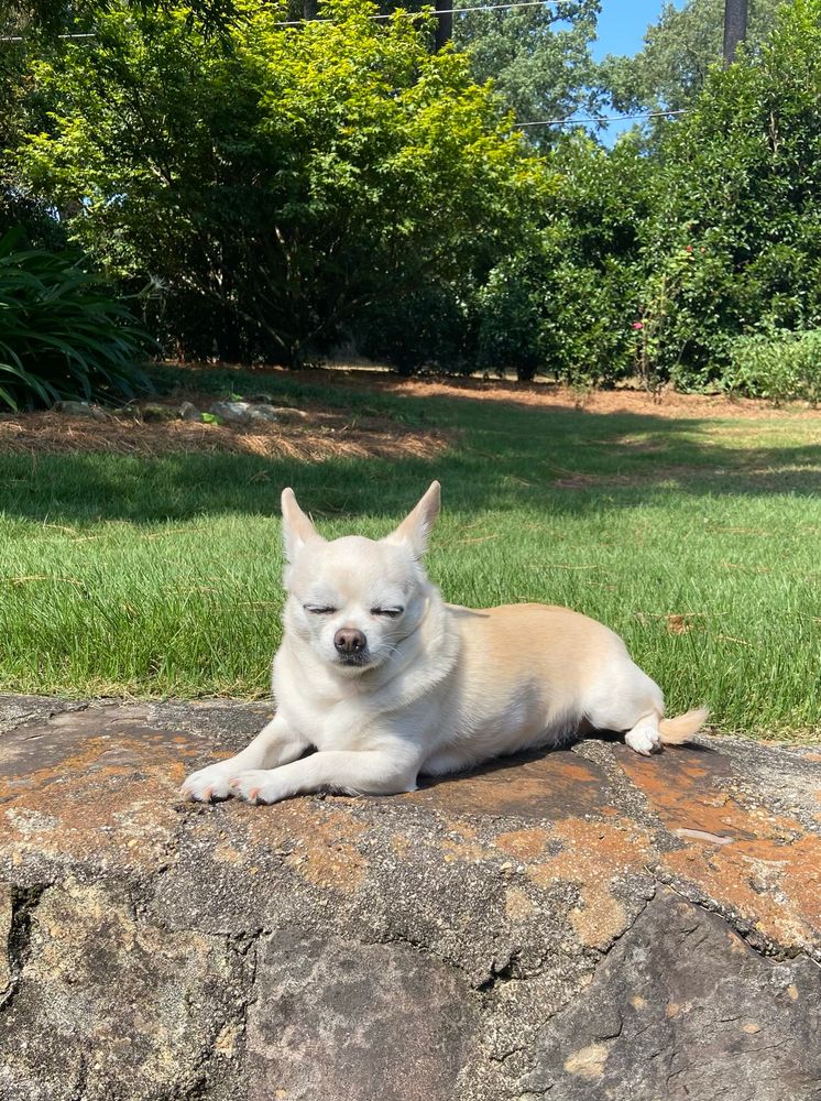 Chihuahua relaxing with eyes closed.