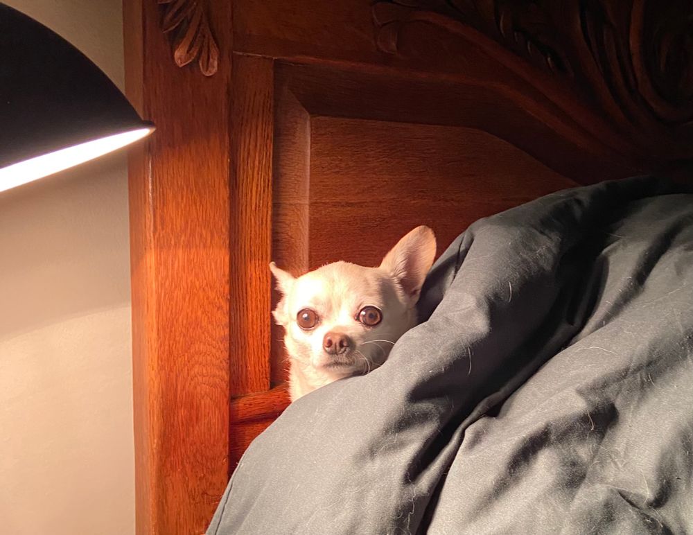 Chihuahua displays startled expression under the glare of a bedside lamp.