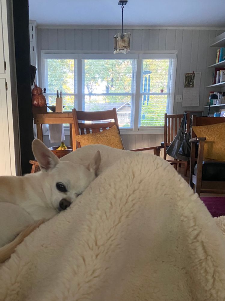 Chihuahua resting on white blanket.