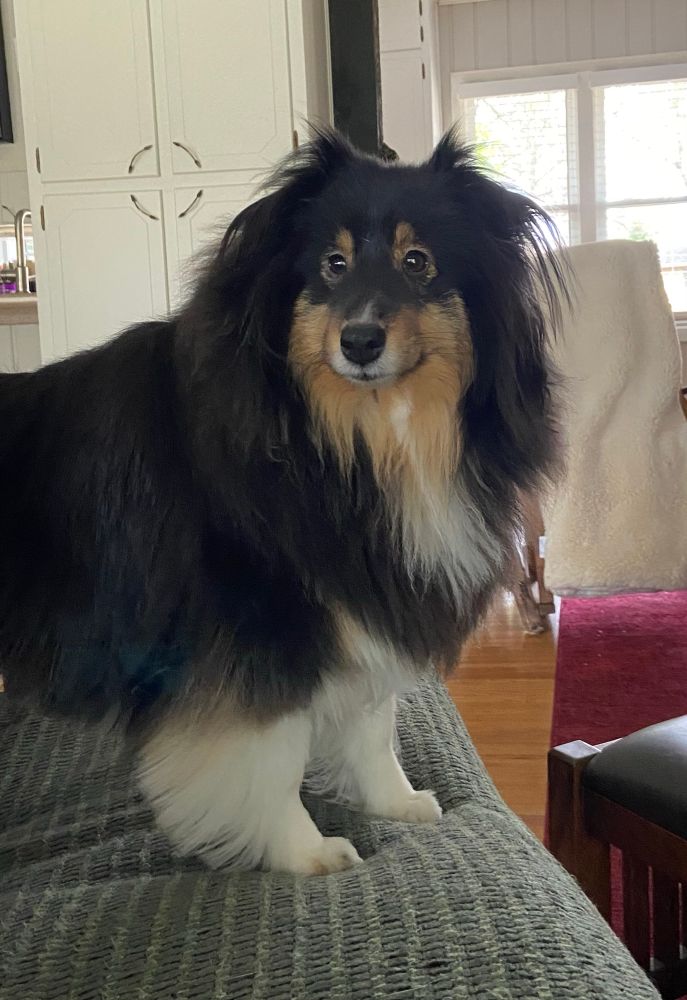 Black, white and tan Sheltie standing on a futon.