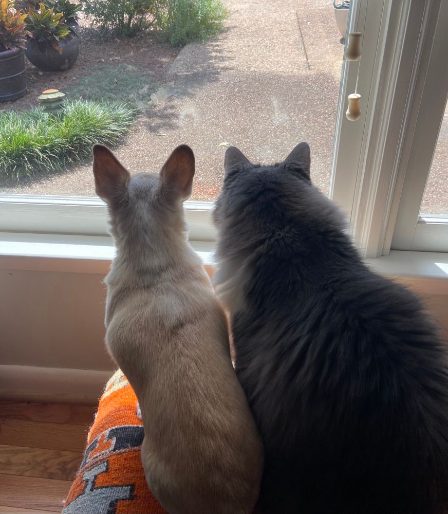 Chihuahua and gray and white cat sit on stool and look outside through a window.