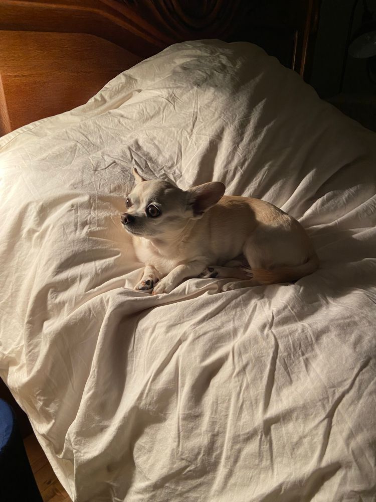 Chihuahua sitting on top of white comforter.
