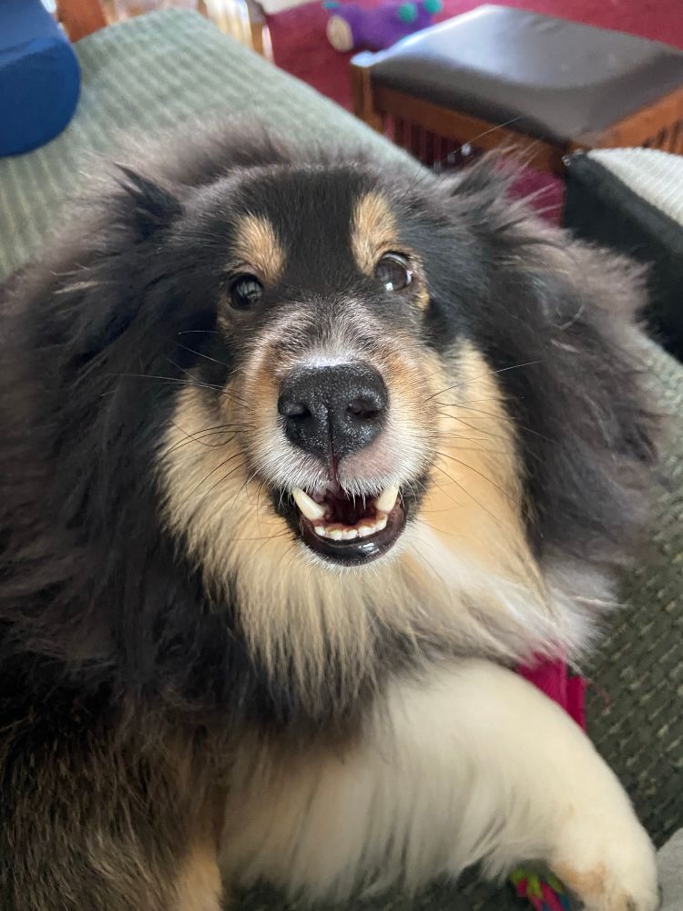 Black, white and tan sheltie showing her teeth.