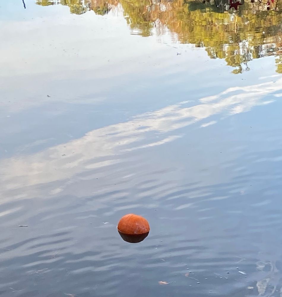 Pumpkin in the water at Georgetown Lake Park in Hoover, Alabama.