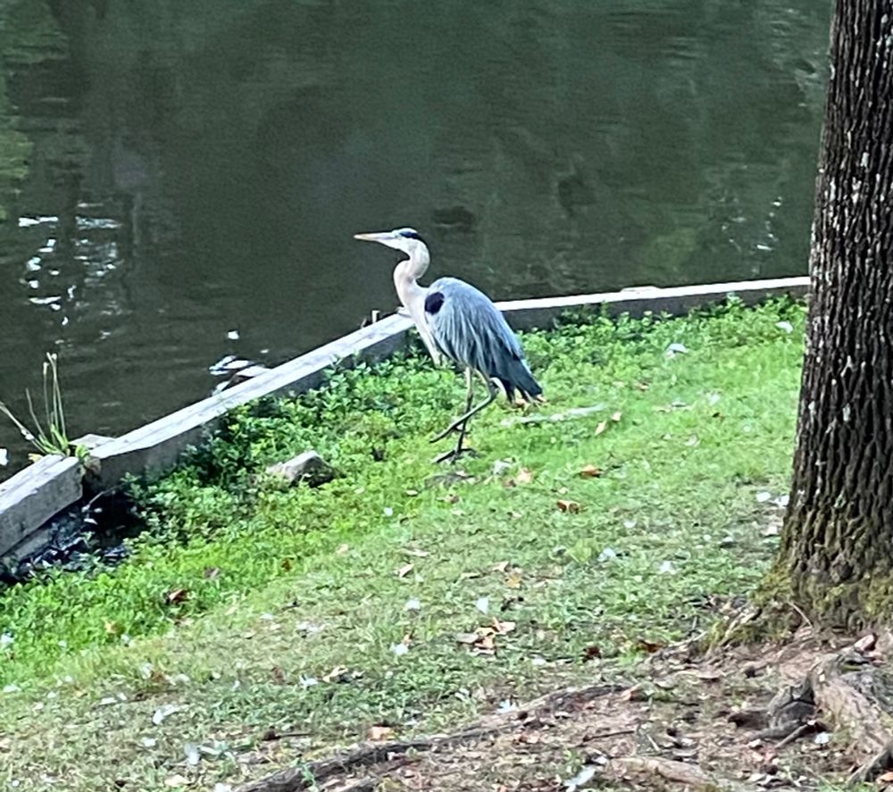 Heron at Georgetown Lake Park in Hoover, Alabama.