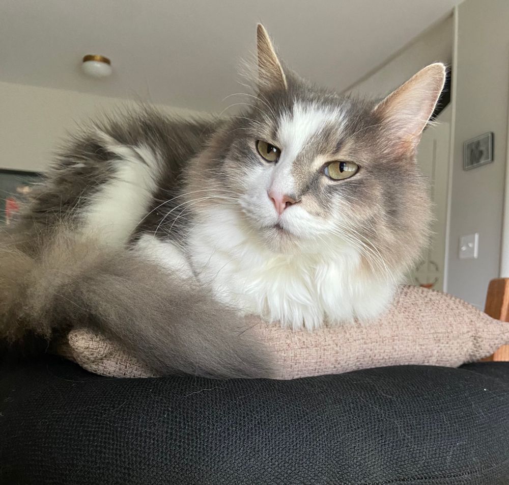 Gray and white cat waking up from a nap.