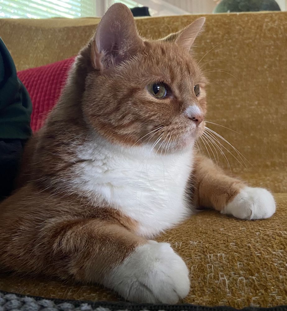 Ginger cat sits on yellow futon.