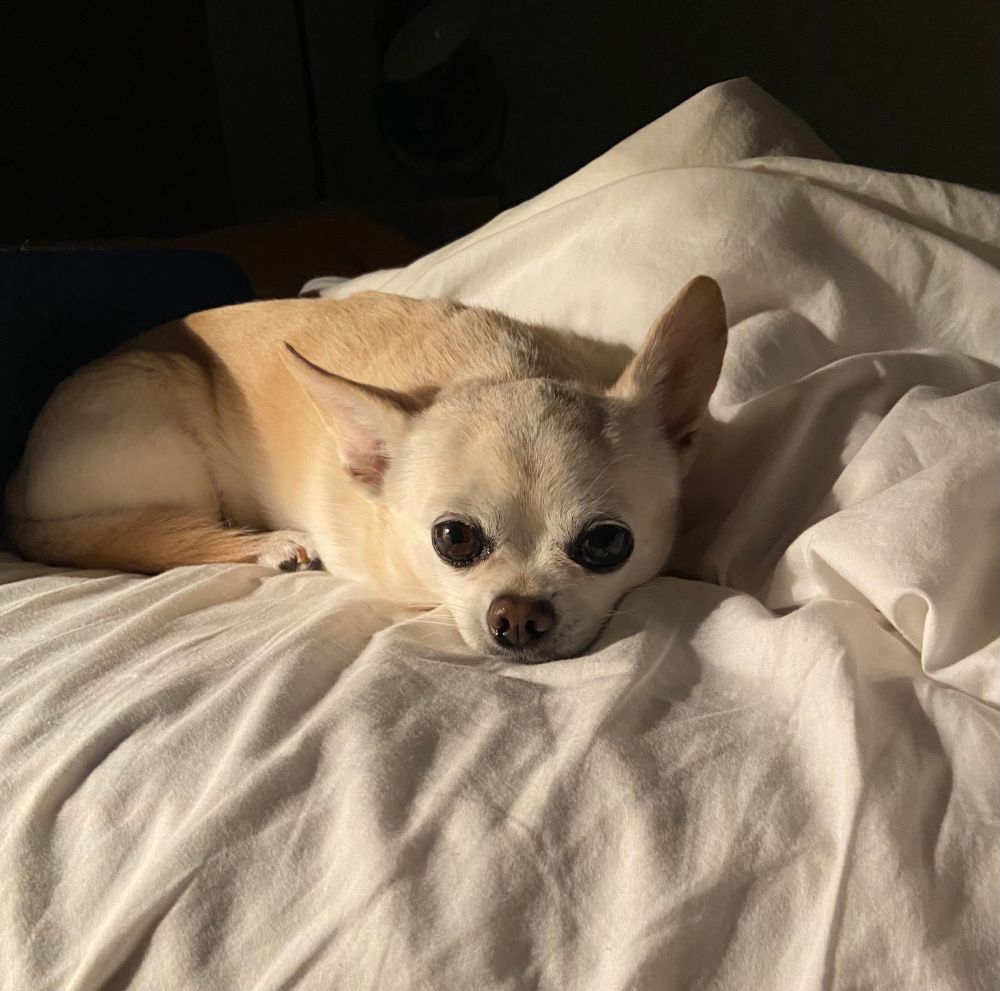 Chihuahua lying in bed.