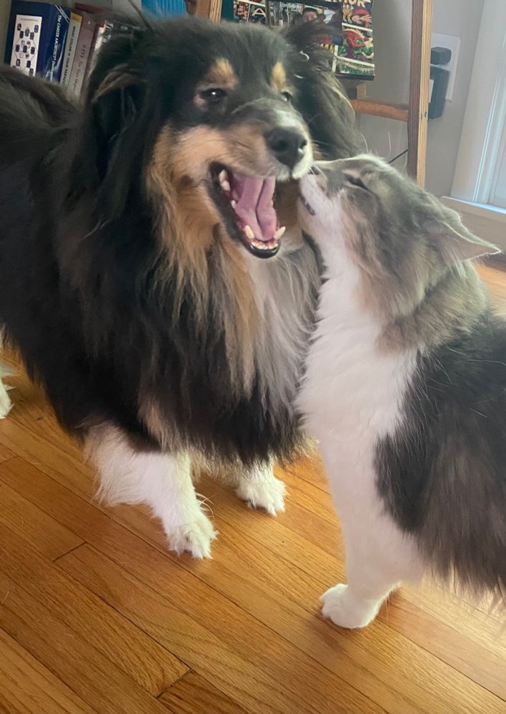 Gray and white cat puts nose in mouth of black and tan Sheltie.