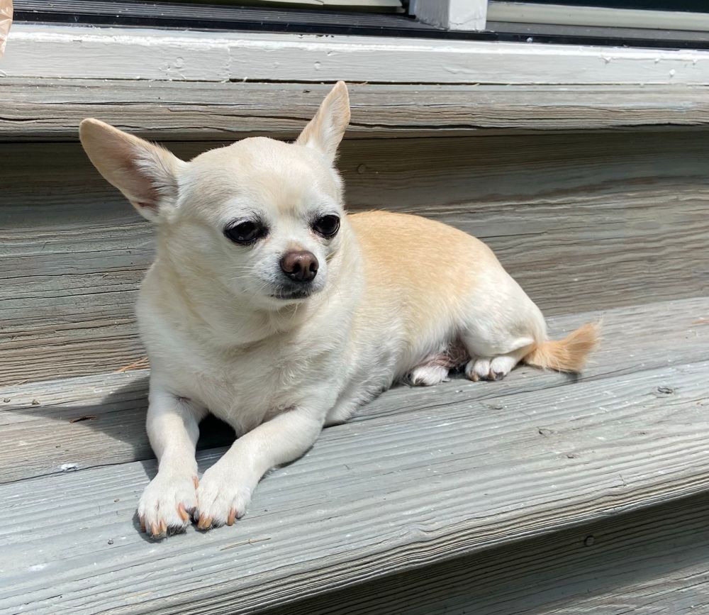 Chihuahua lying on wooden steps.