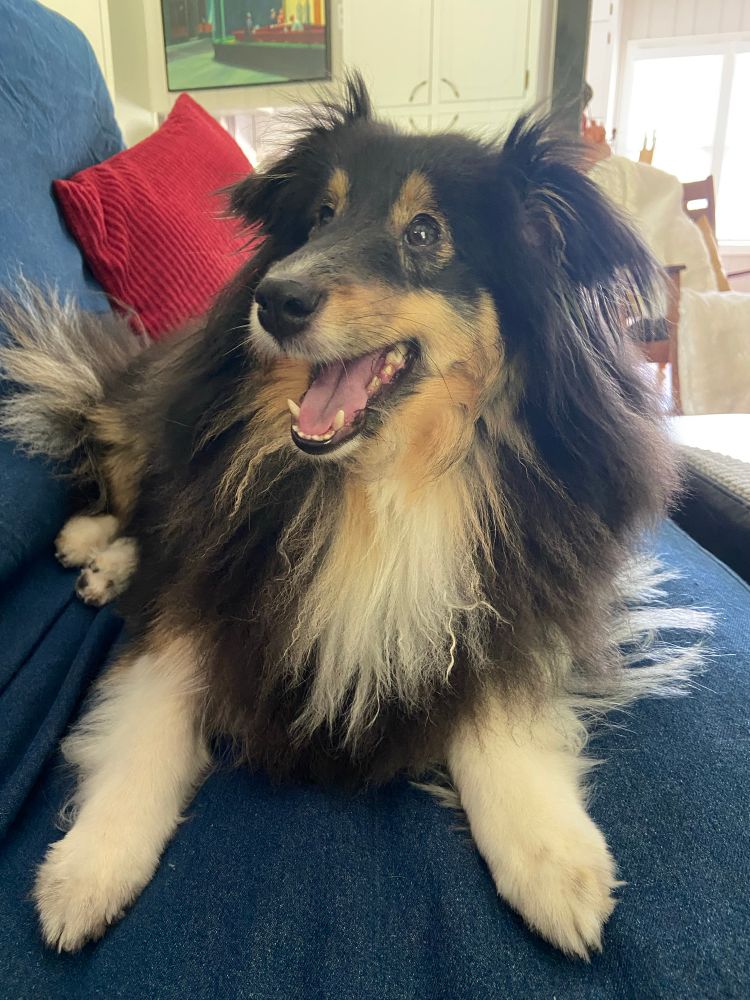 Black, tan and white Sheltie smiles.