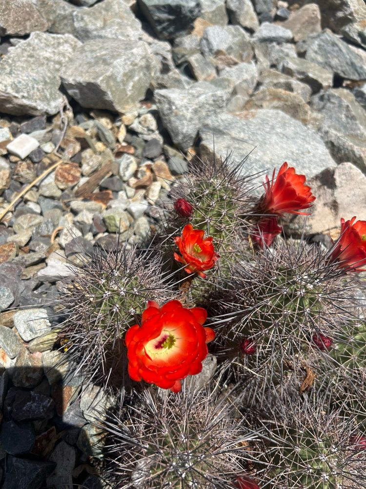 A brilliant red and yellow cactus flower bloom. 