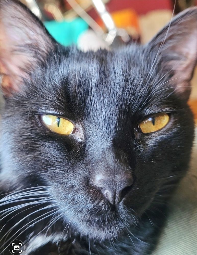 Close up of black cat face with green-ish yellow eyes.