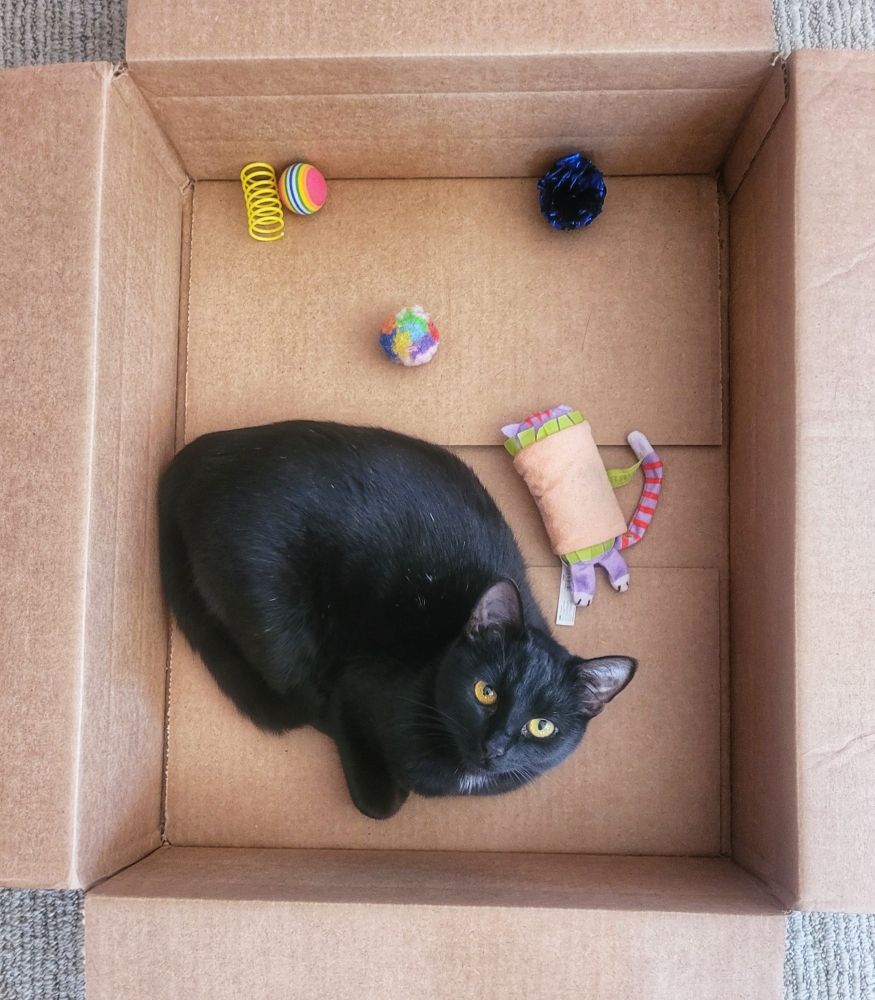 Black kitten with greenish-yellow eyes looking up sitting in a box with her toys.