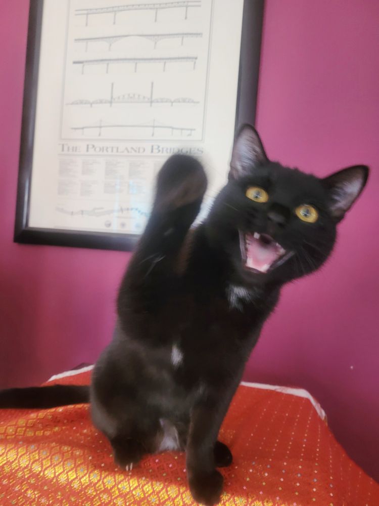 A black kitten with green-yellow eyes sits on a shiny orange patterned cloth, mouth open reaching one paw towards the camera. Backdrop is mulberry wine colored with a framed pic of the Portland bridges. 