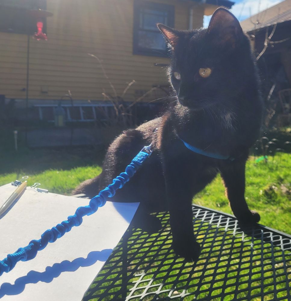 A black kitten sits on a metal table in the sunshine. She's harnessed on a blue leash, looking at wind moving the grass.