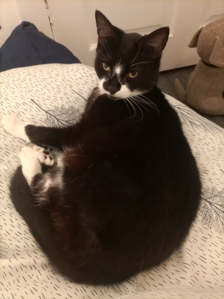 A black-and-white cat lying on a bed. In the background is a doorstop in the shape of a dog
