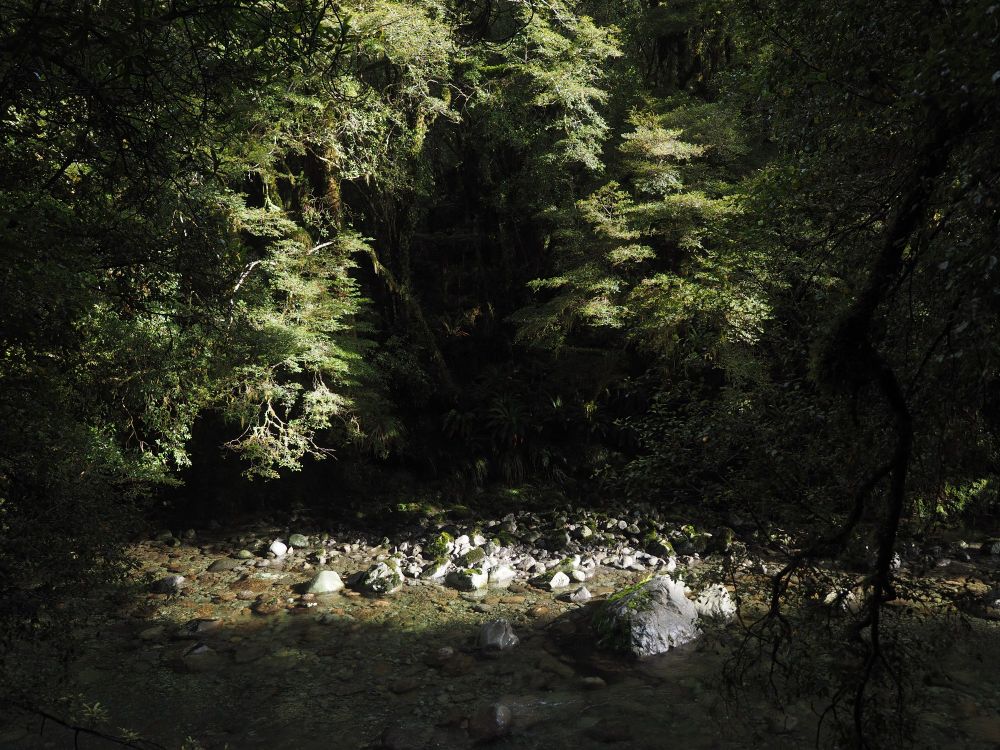 Sunlight illuminates trees hanging over small stream