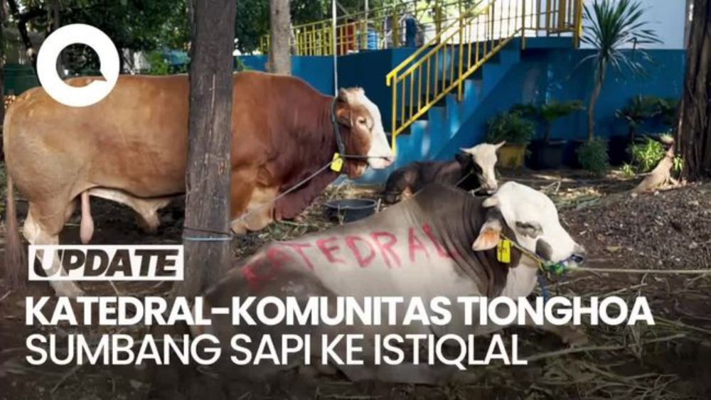 Gereja Katedral-Komunitas Tionghoa Sumbang Sapi Kurban ke Masjid Istiqlal