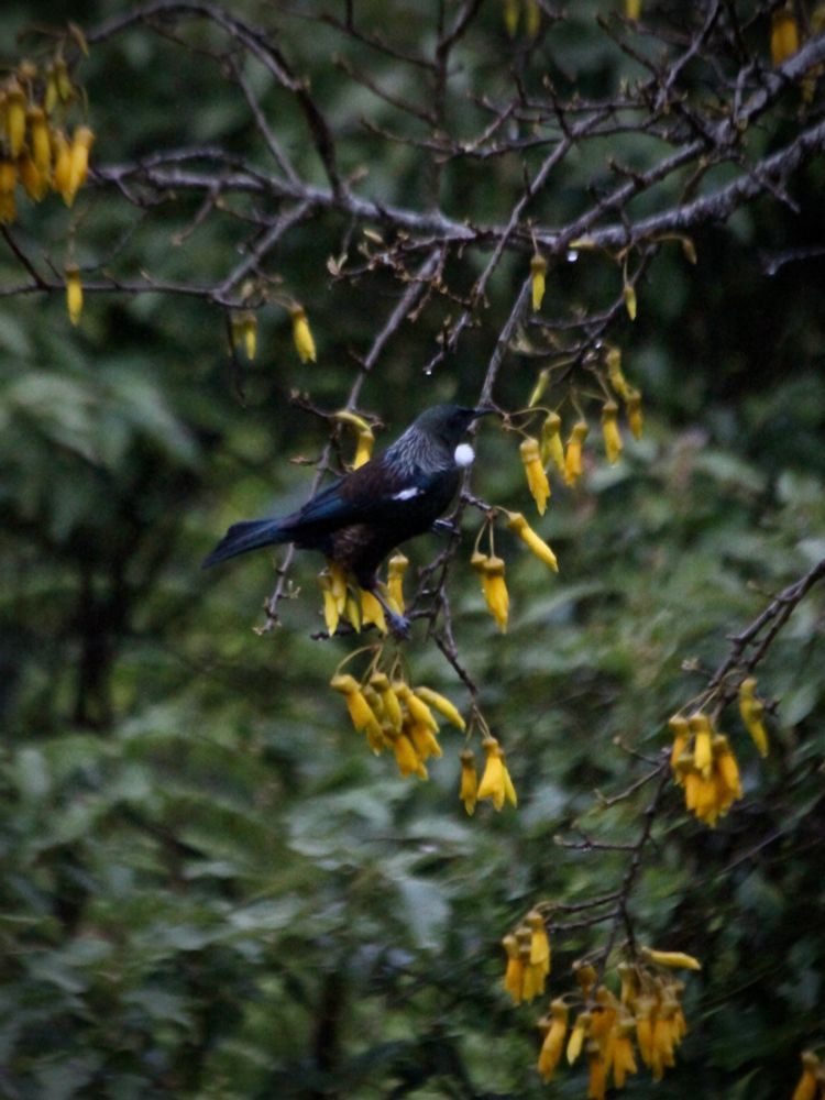 A tūī perched upright on a kōwhai tree twig, in side profile, showing its plumage and white feathers and tuft on its neck.