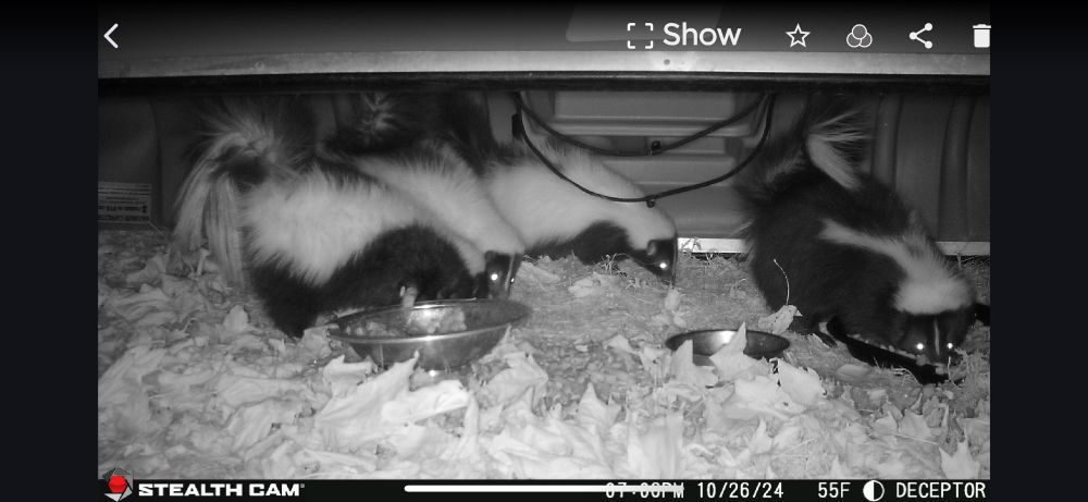 5 skunks eating under a canoe.