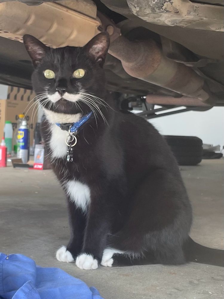 A tuxedo cat with a most excellent moustache is sitting under a cat. She looks very regal and adorable. 
