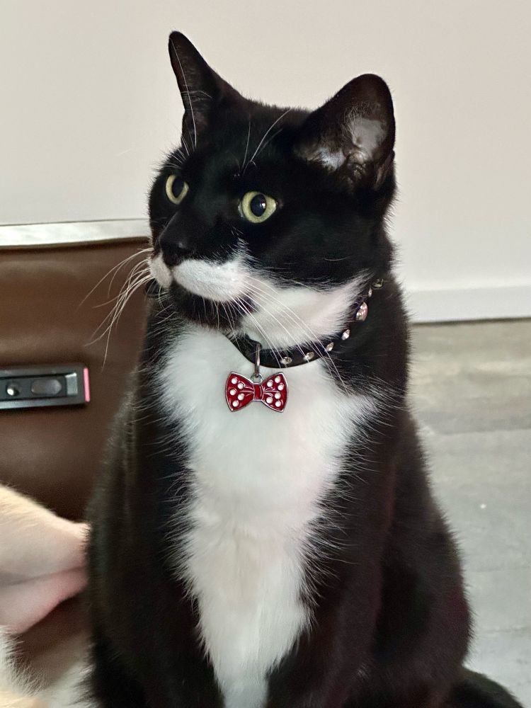 A black and white tuxedo cat with a bow tie tag is looking magnificent 
