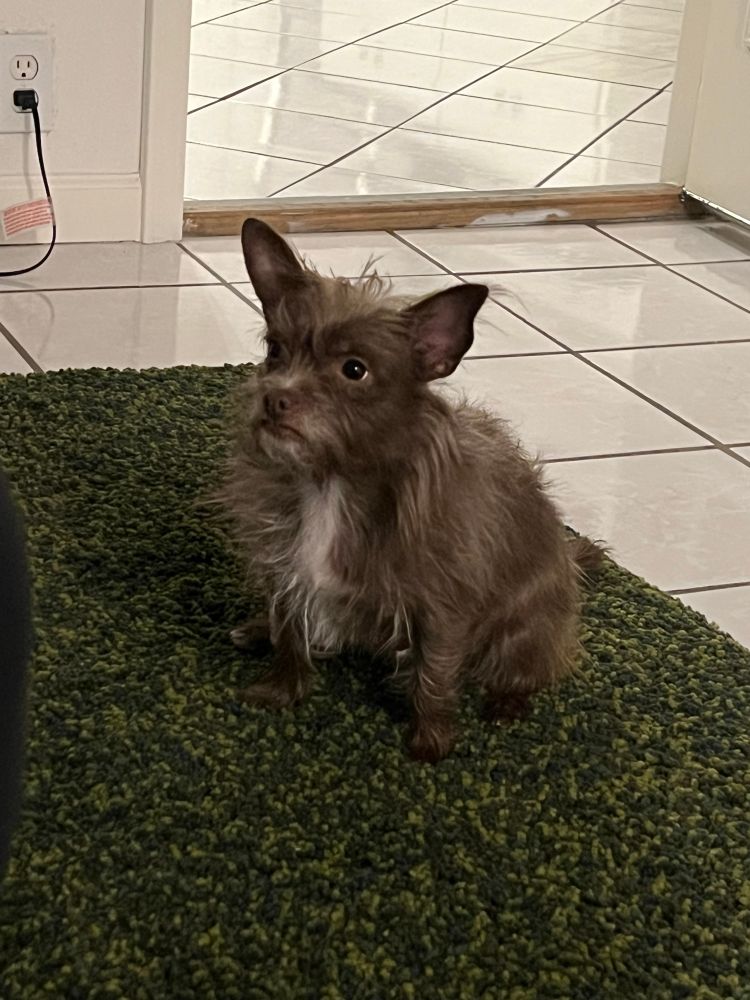 chihuahua / chupacabra type creature with the coat of a teddy bear hamster