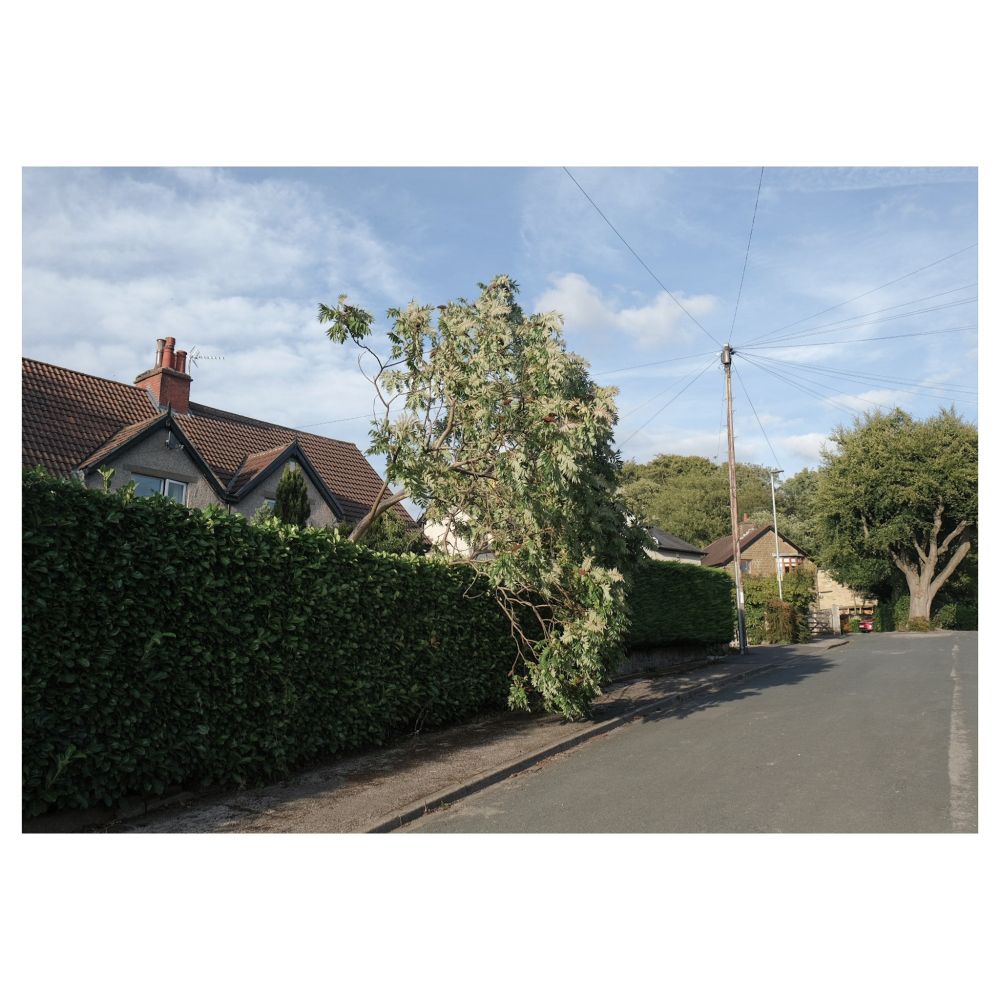 An uprooted tree bent over a suburban hedge. The tree looks sad and drunk.