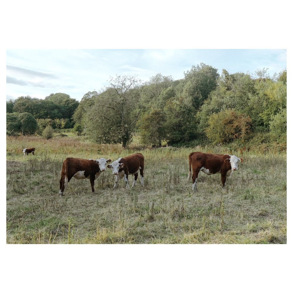 Three cows looking menacingly into the camera, as if they know something I don't.
