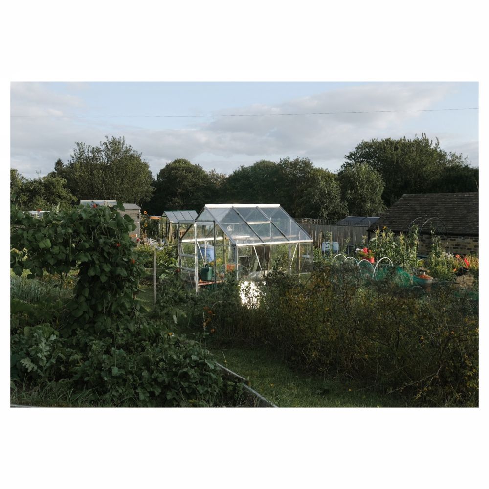 A greenhouse catching the light in an allotment.