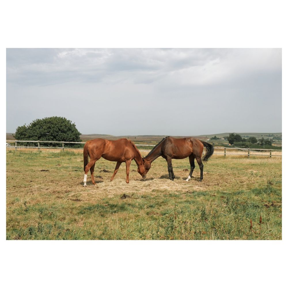 Two horses in a paddock. The horses are eating the same patch of grass, and because the shot is taken from the side, the photo gives the illusion that there are two horse bodies sharing one head. Lovely.