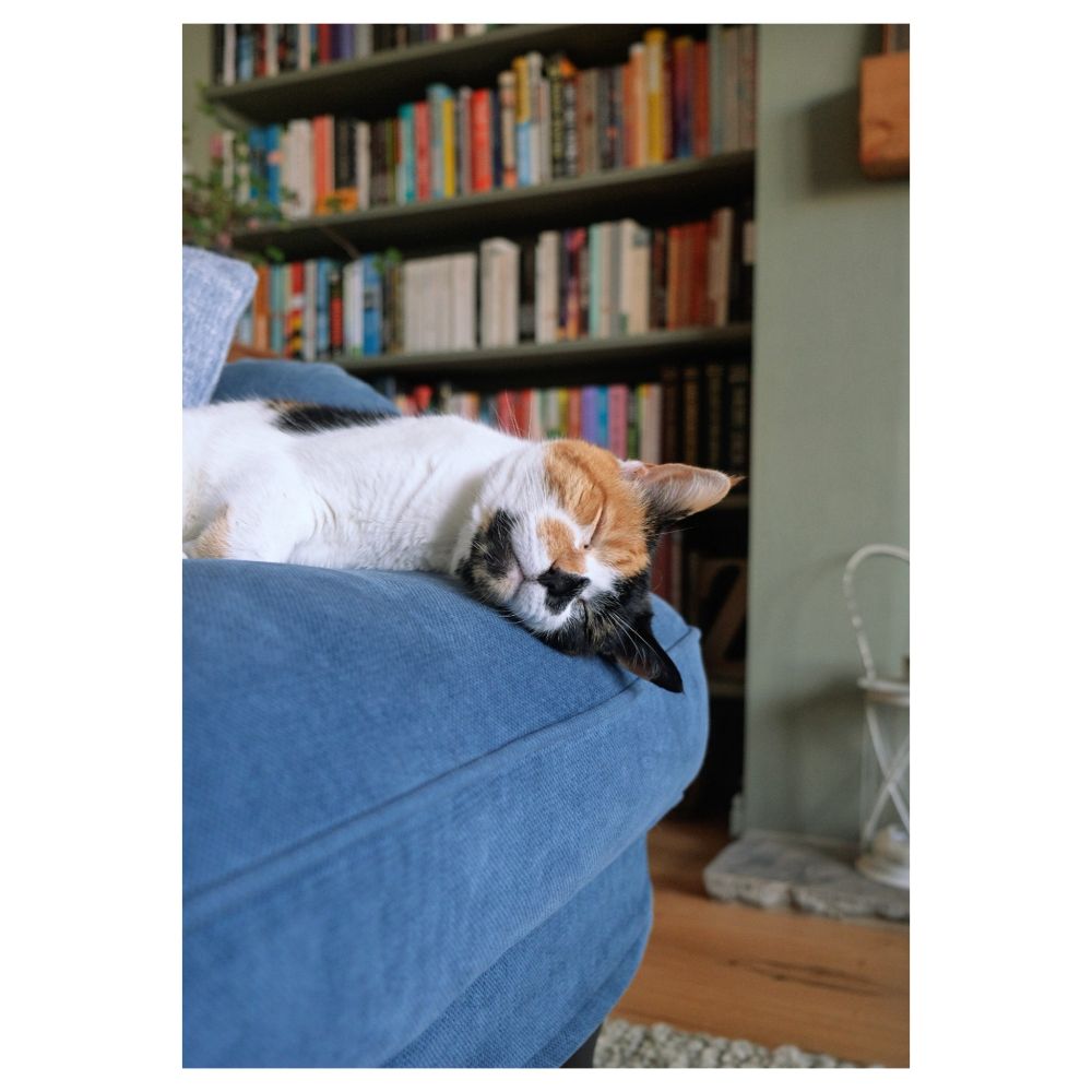 A sleeping Calico cat, head resting over the edge of a blue sofa. An image suggestive of calm and quiet, the cat, in reality, is a monumental dickhead.