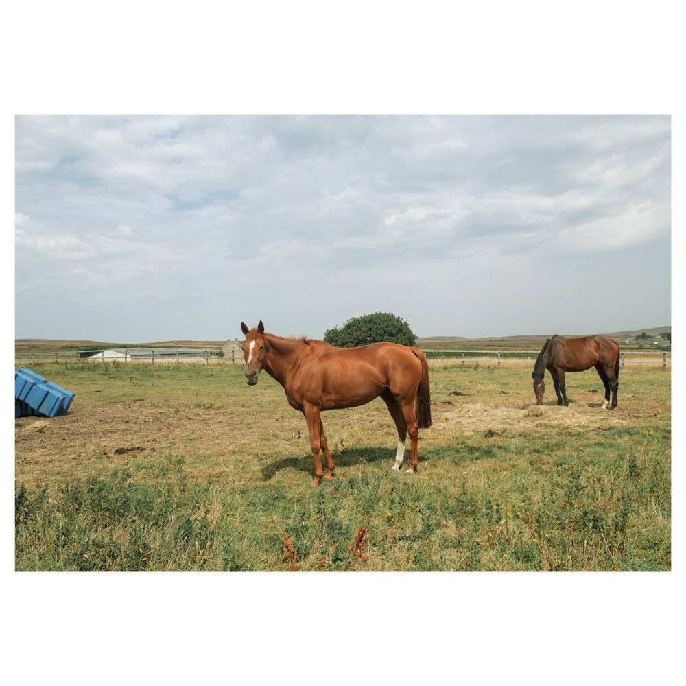 Two horses in a paddock. One in the background eating grass, one in the foreground looking at me, the photographer, and wishing I'd get lost.