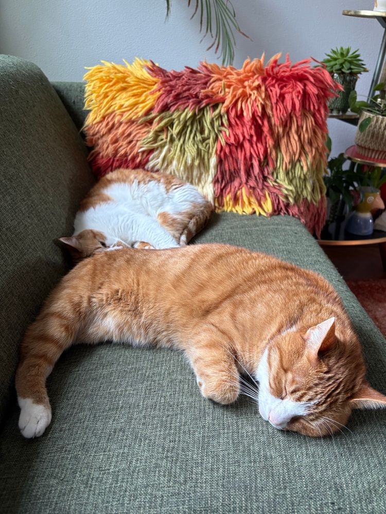 Rood witte katers Koen en Bertje liggen samen te slapen op de groene band. Op de achtergrond zie je een retro kussen. Getuft in allerlei kleuren. 