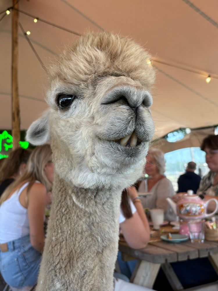 Close up van een witte alpaca met overbeet. Die tandjes zien er heel koddig uit. 